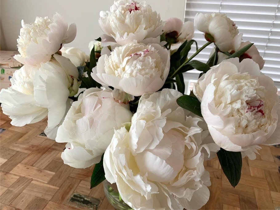 Пион соутрепс