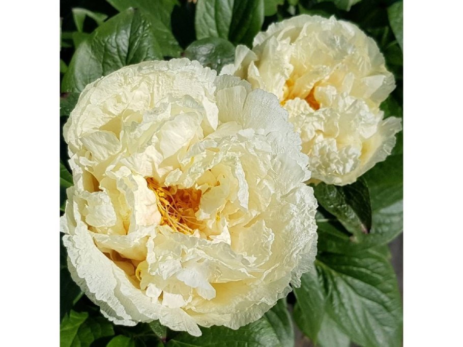 White Emperor пион