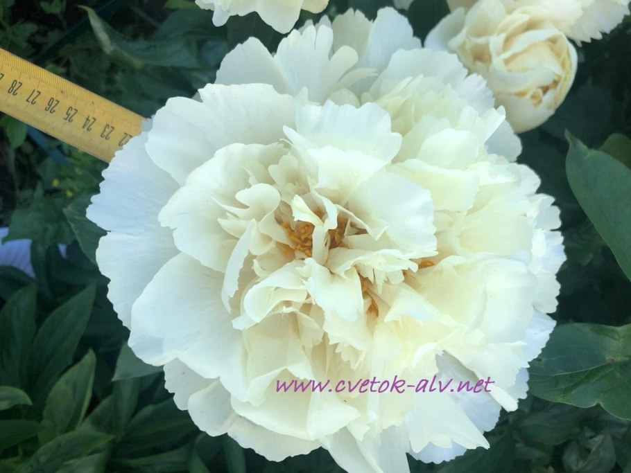 Пион Хай фэшн