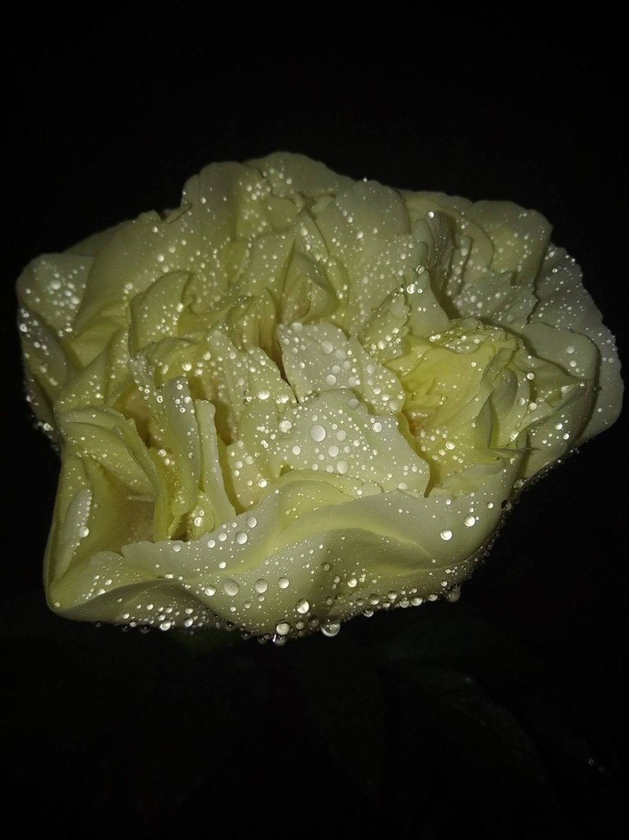 Пион Адмирал Скакодуб