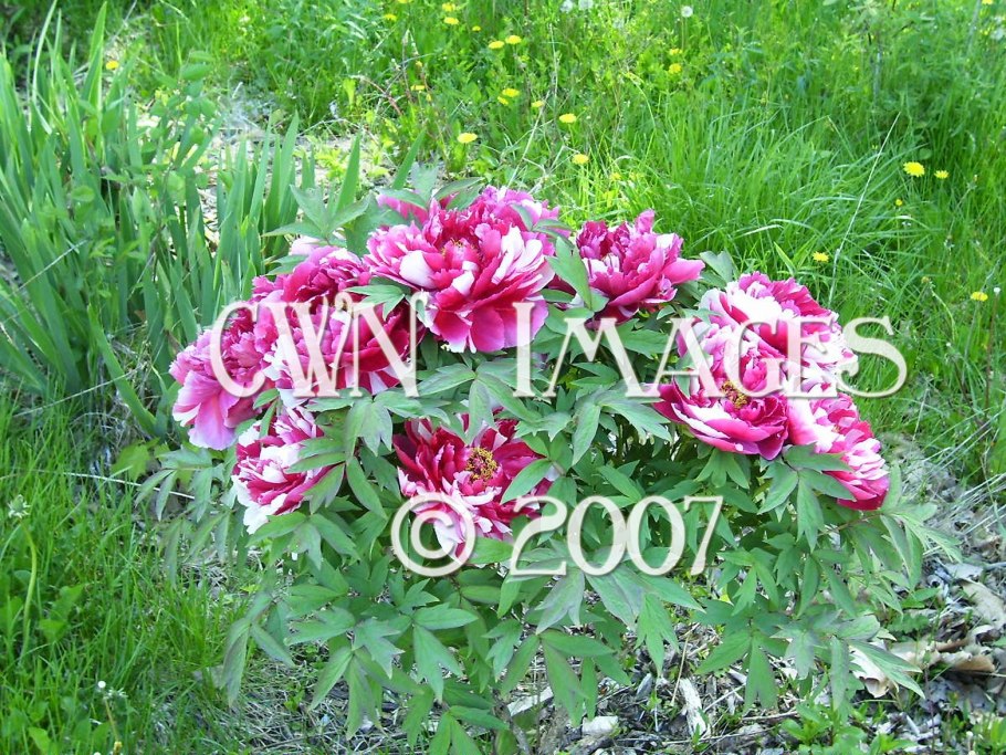 Paeonia (пион) White Grace 2-3 Окс