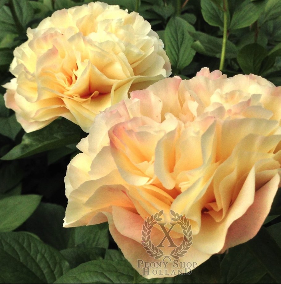 Пион Пинк Парфайт