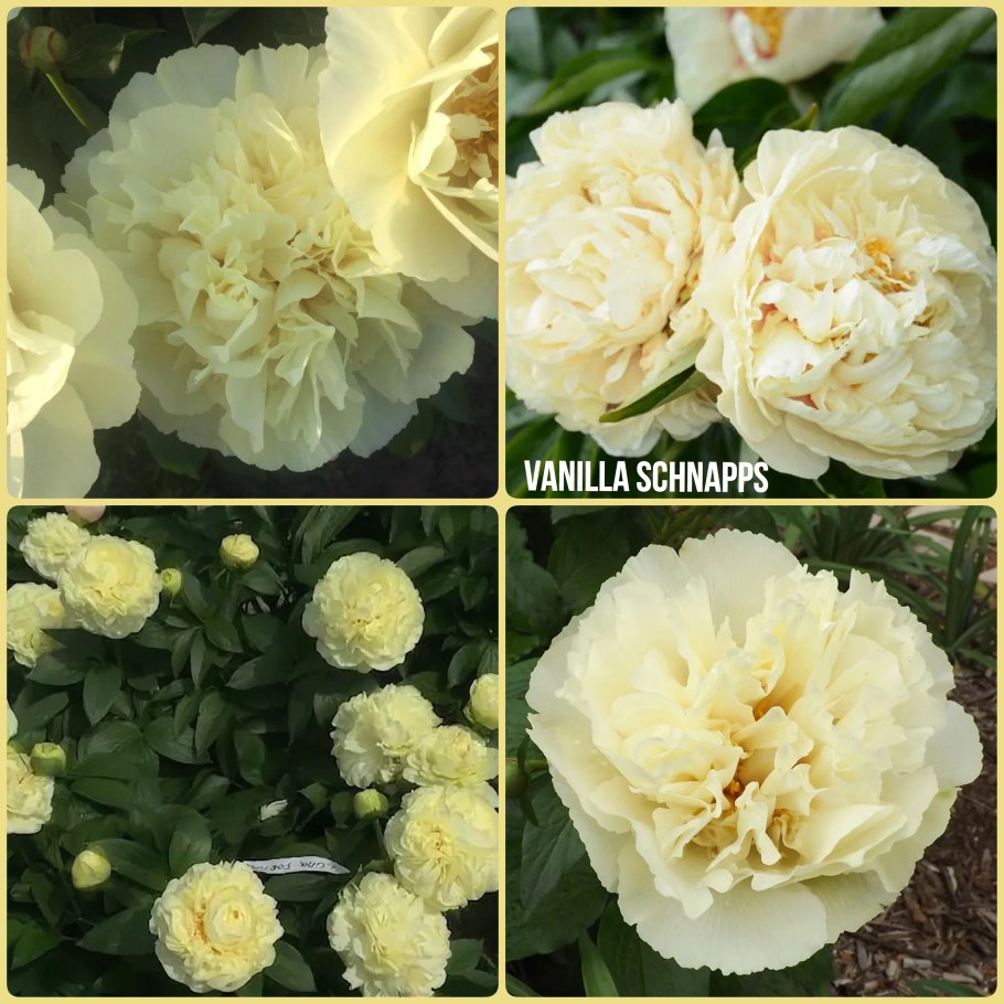 Пион Эрли Кэнэри