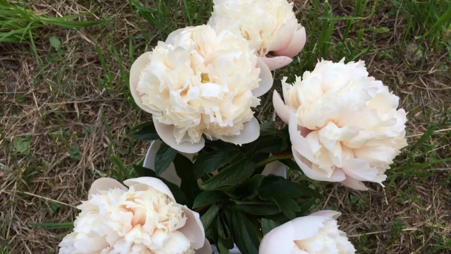 Peony Санни гел