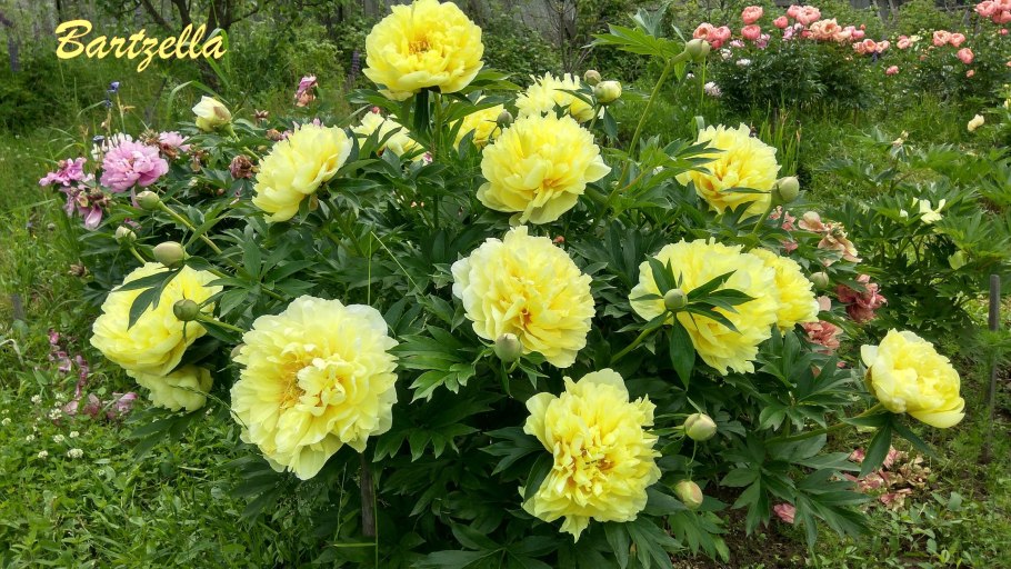 Пион сорт зефир