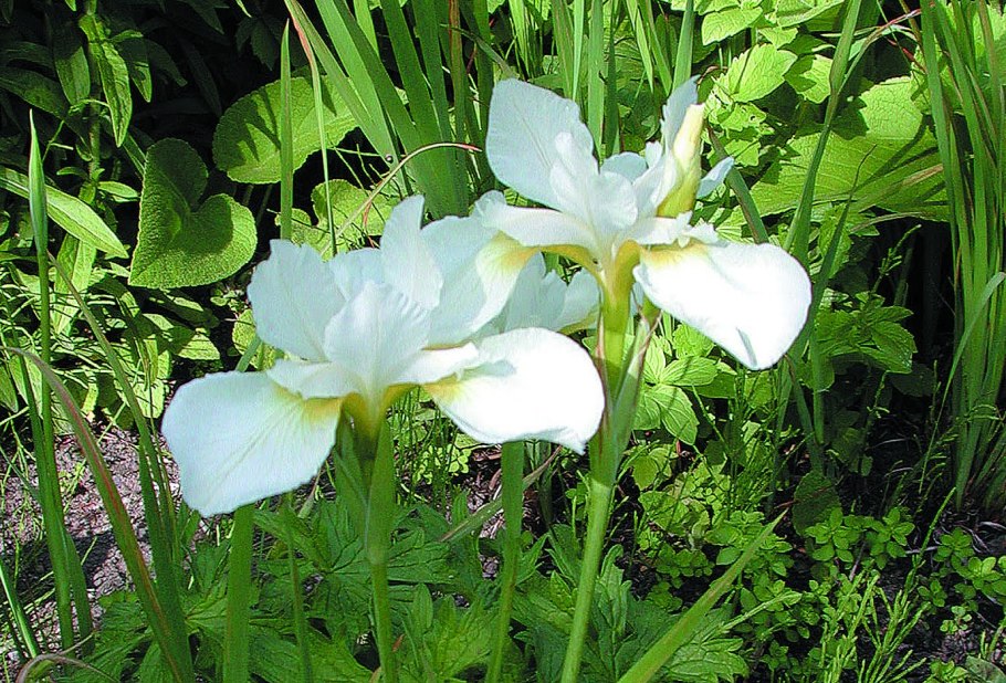 Ирис Сибирский Раффлд вельвет