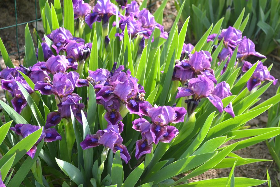 Ирис Концерто