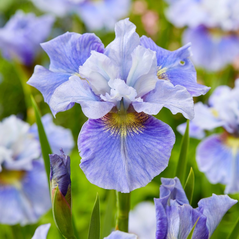 Ирис Цезарь Бразер