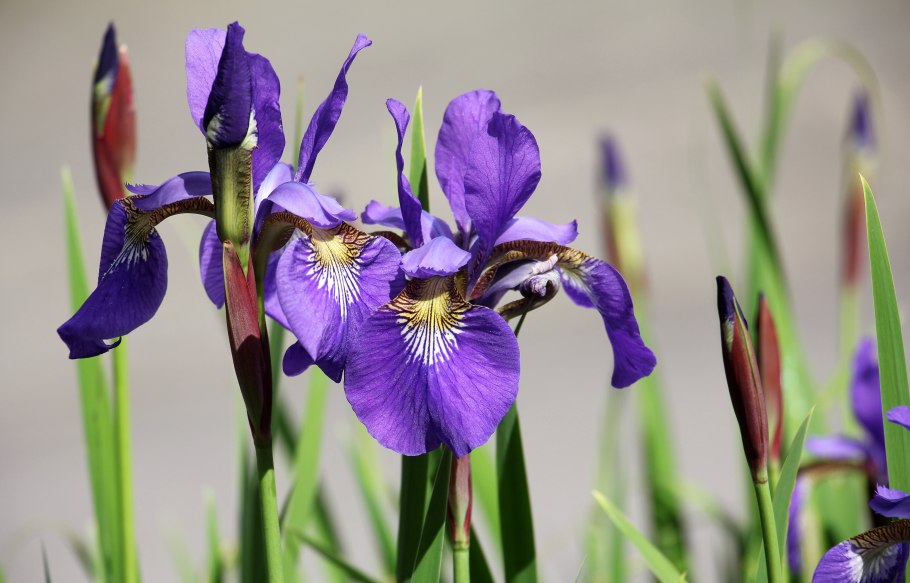 Ирис Сибирский Iris sibirica