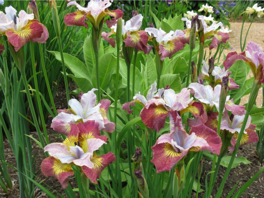 Ирис Сибирский 'Dear Delight'