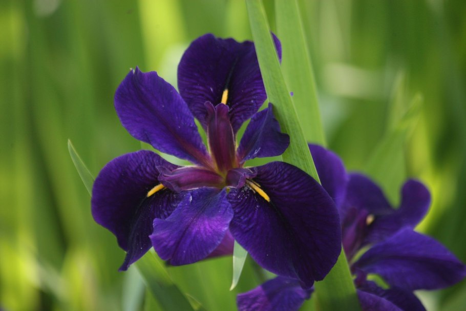 Iris subg. Iris