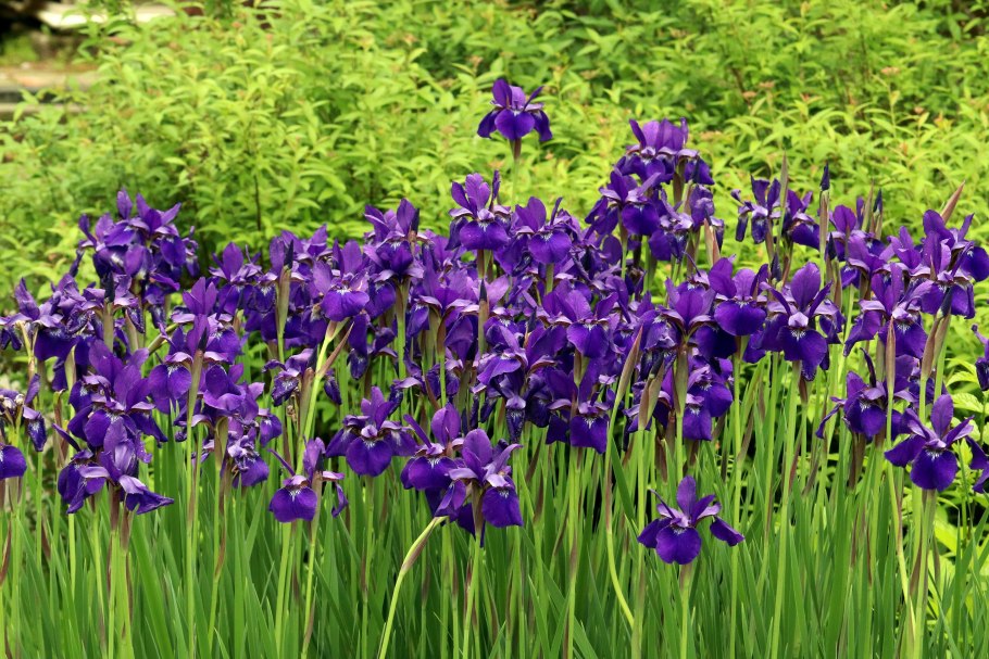 Ирис японский Фушиги