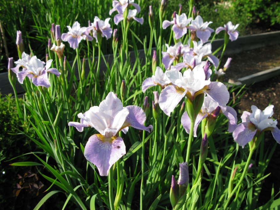 Ирис Сибирский Пинк Парфейт