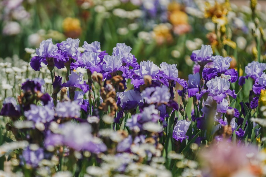 Касатик кожистый