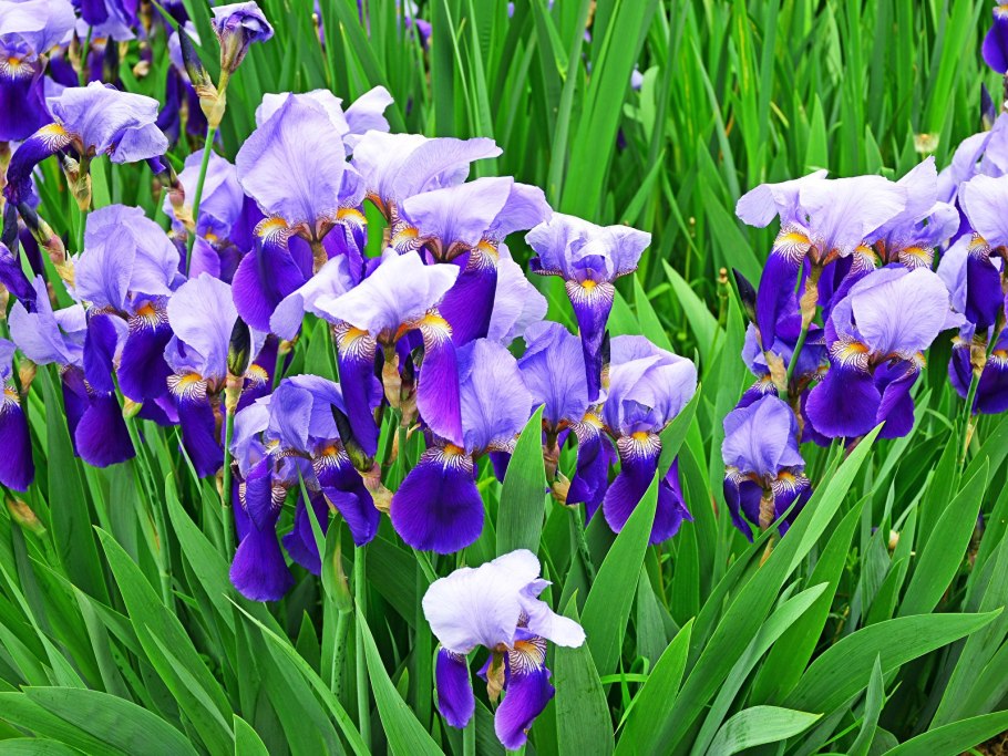 Ирис Сибирский Раффлед вельвет