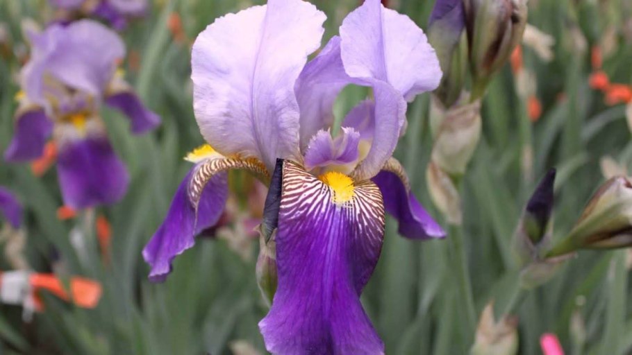 Ирис Сибирский (Iris sibirica &#96;Imperial Opal&#96;)