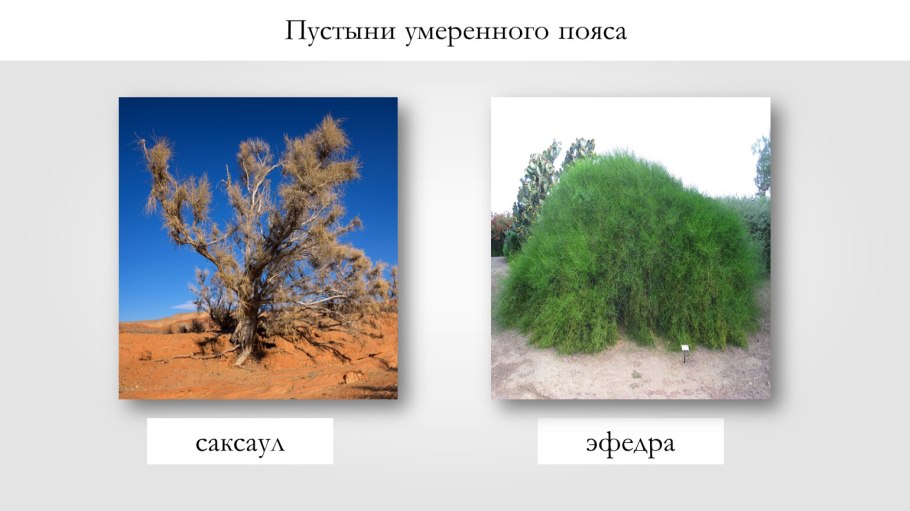 Песчаная Акация пустыни России