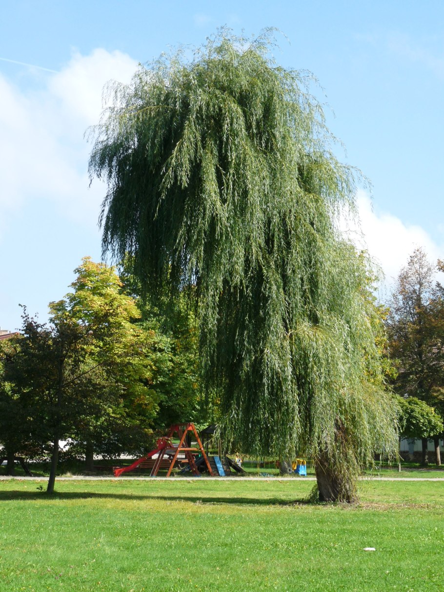 Ива белая (Salix Alba)