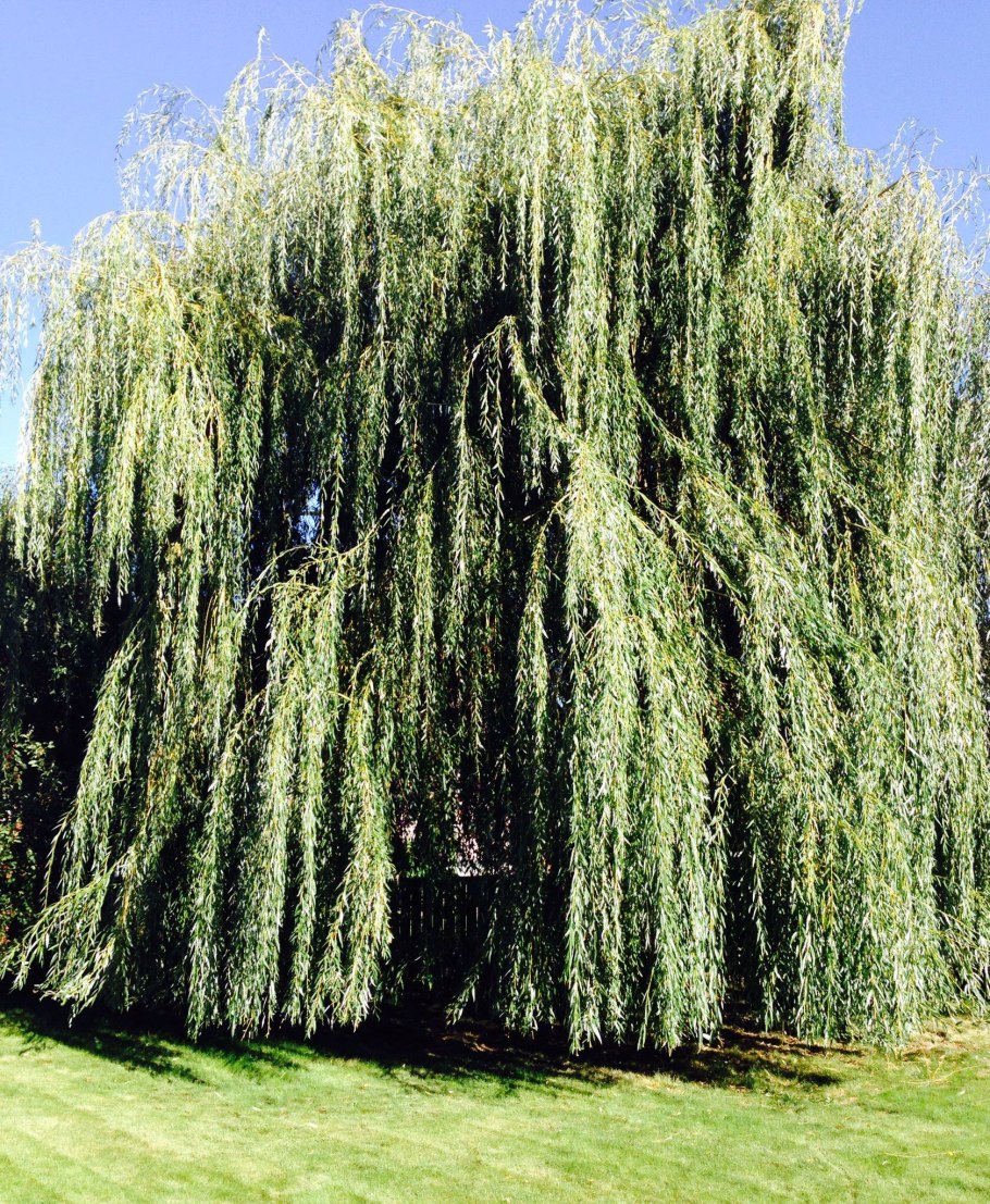 Ива белая (Sálix Álba)