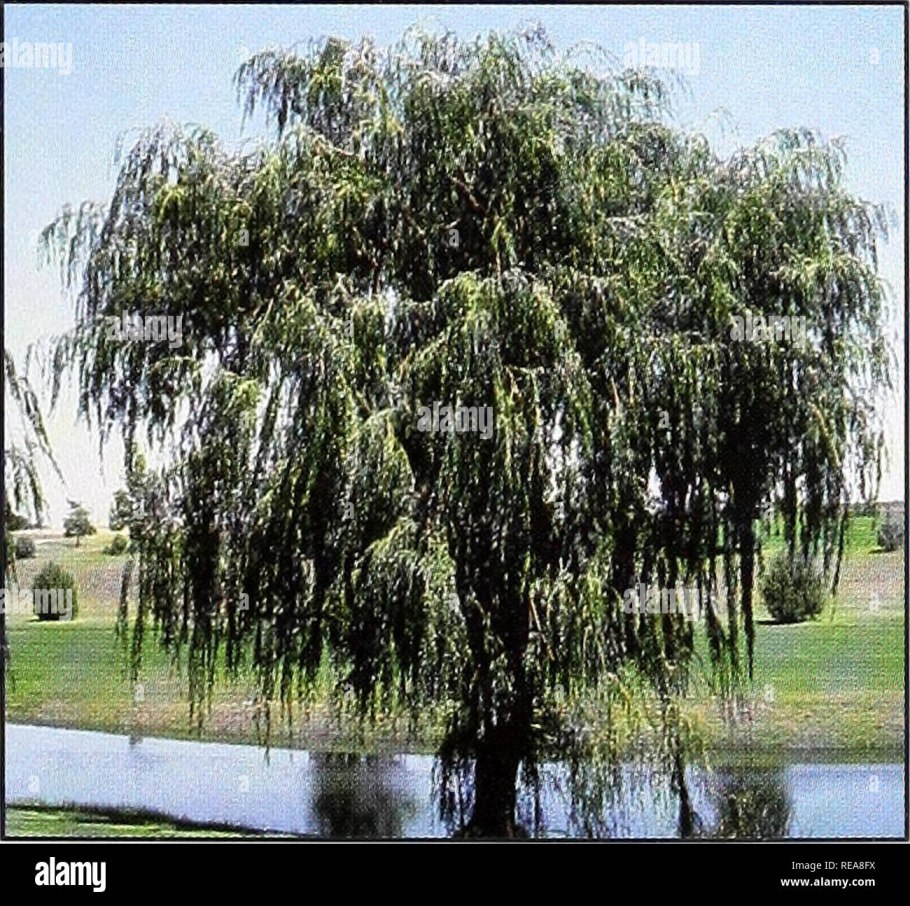 Ива белая плакучая