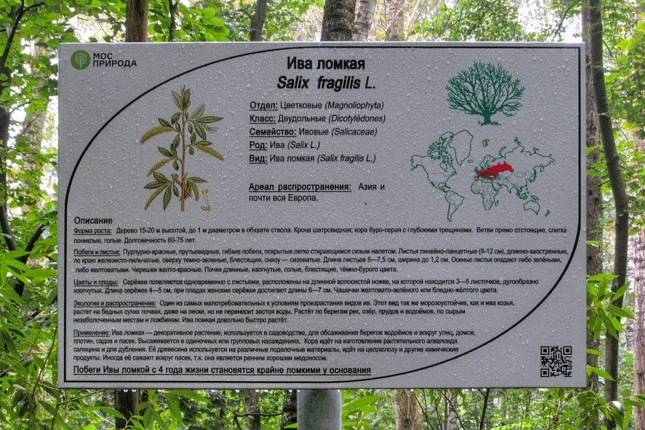 Ива белая (ветла) Salix Alba