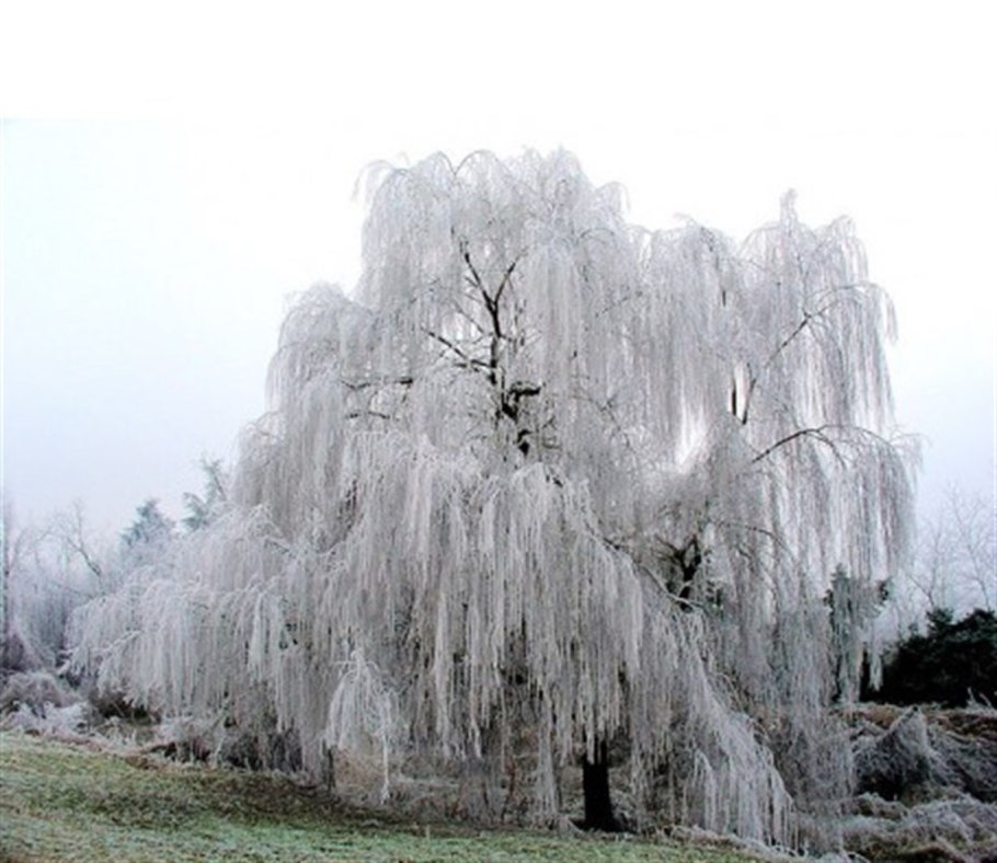 Ива Шверина плакучая