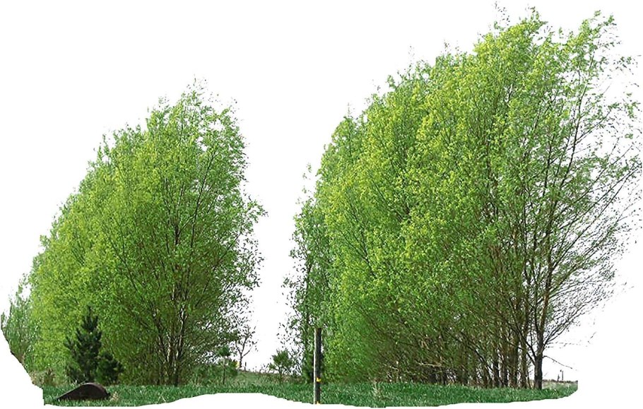 Ива белая ветла