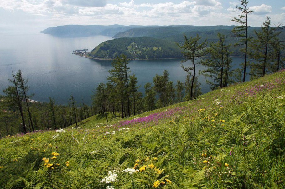 Рододендрон Даурский цветет