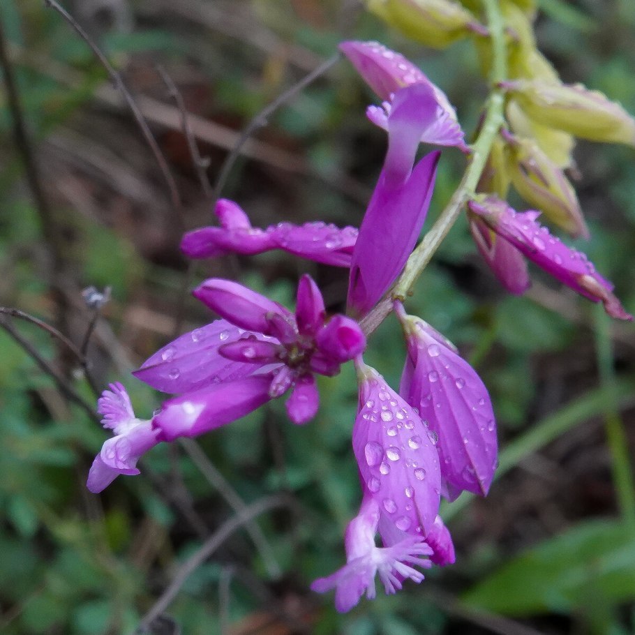 Багульник болотный