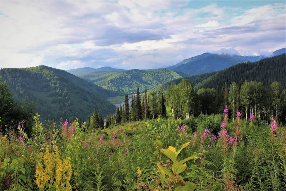 Тайга Кузнецкий Алатау