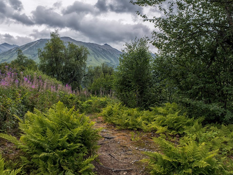 Полевые цветы Сибири