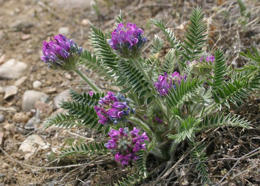 Горный Алтай подснежники