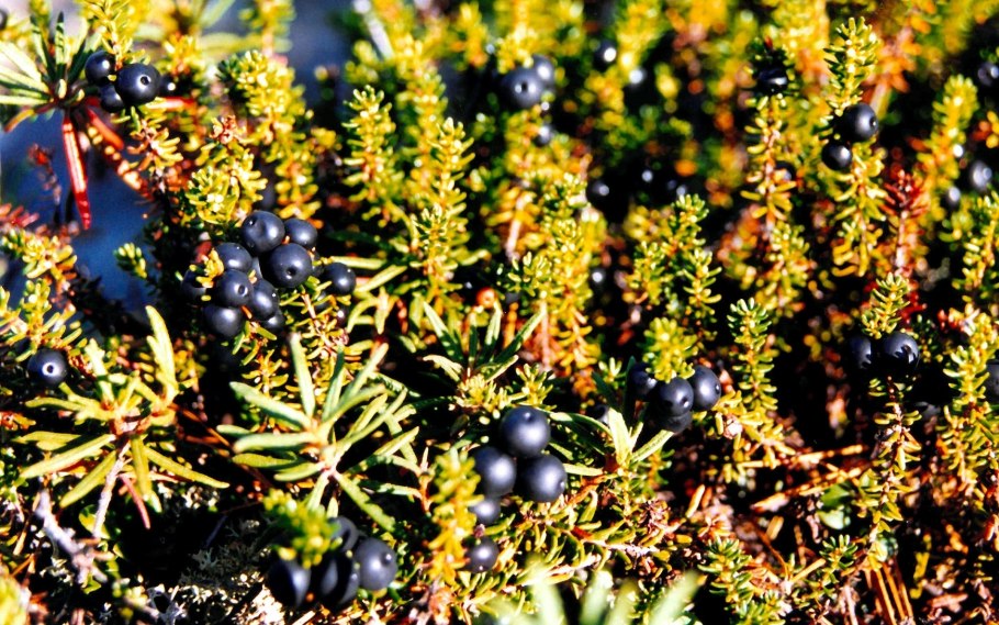 Истод кавказский