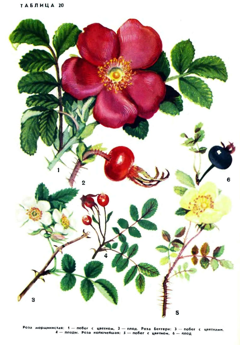 Шиповник морщинистый (лат. Rósa rugósa)