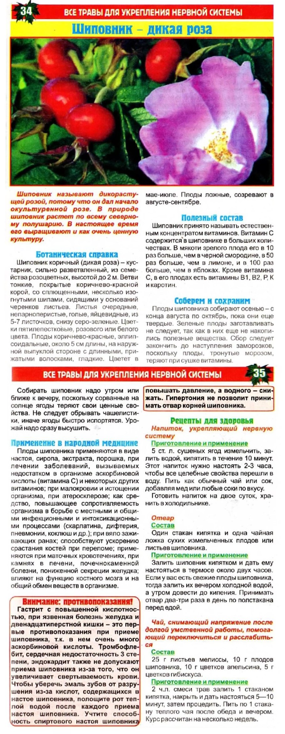 Классификация растения шиповник Дикая роза