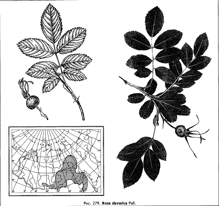 Шиповник Даурский ГФ