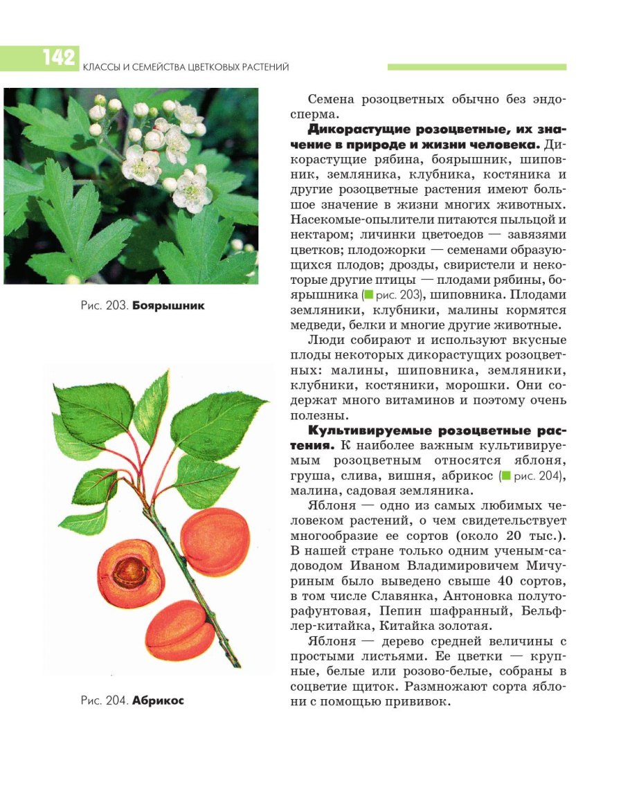 Классы и семейства цветковых растений
