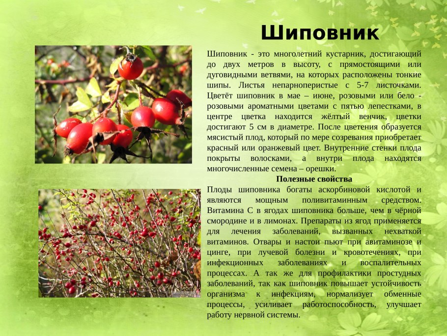 Шиповник описание