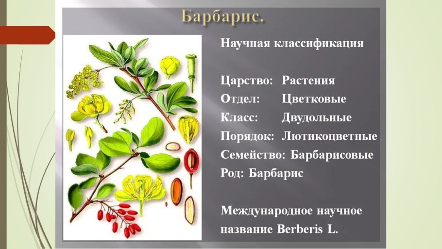 Барбарис паспорт растения