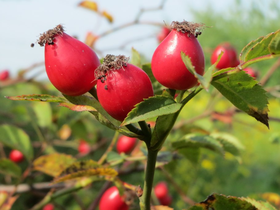 Rosa Canina плоды
