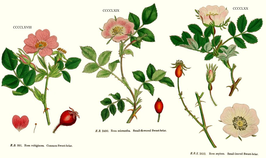 Шиповник мелкоцветковый