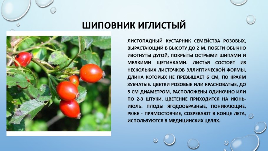 Шиповник иглистый листья