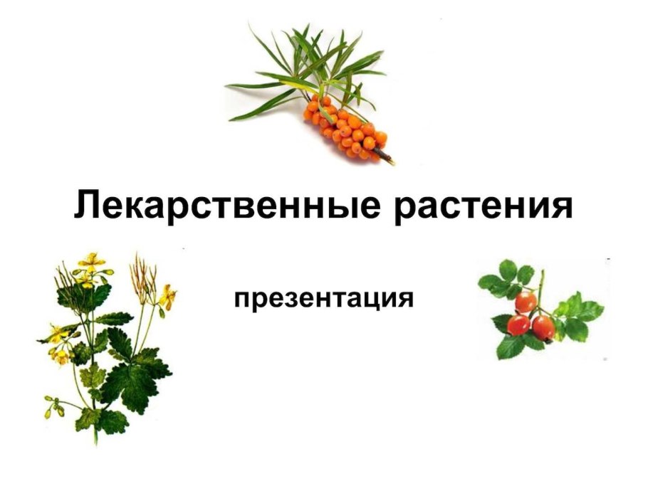 Лекарственные растения слайд