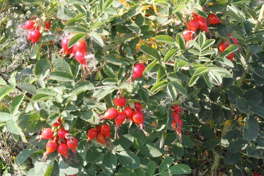 Шиповник Майский (Rosa Majalis)