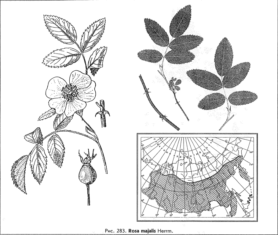 Шиповник Майский ареал