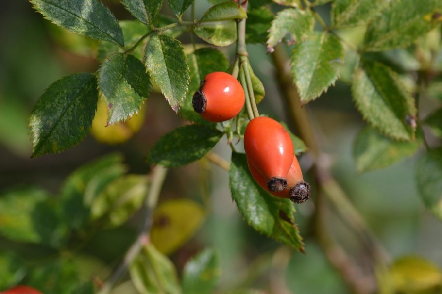 Шиповник иглистый листья