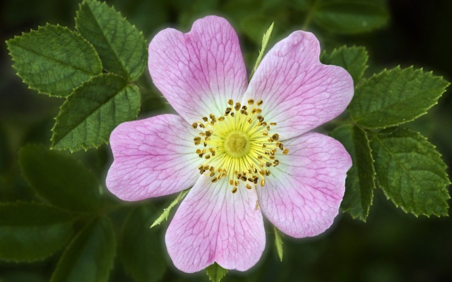 Розоцветные шиповник