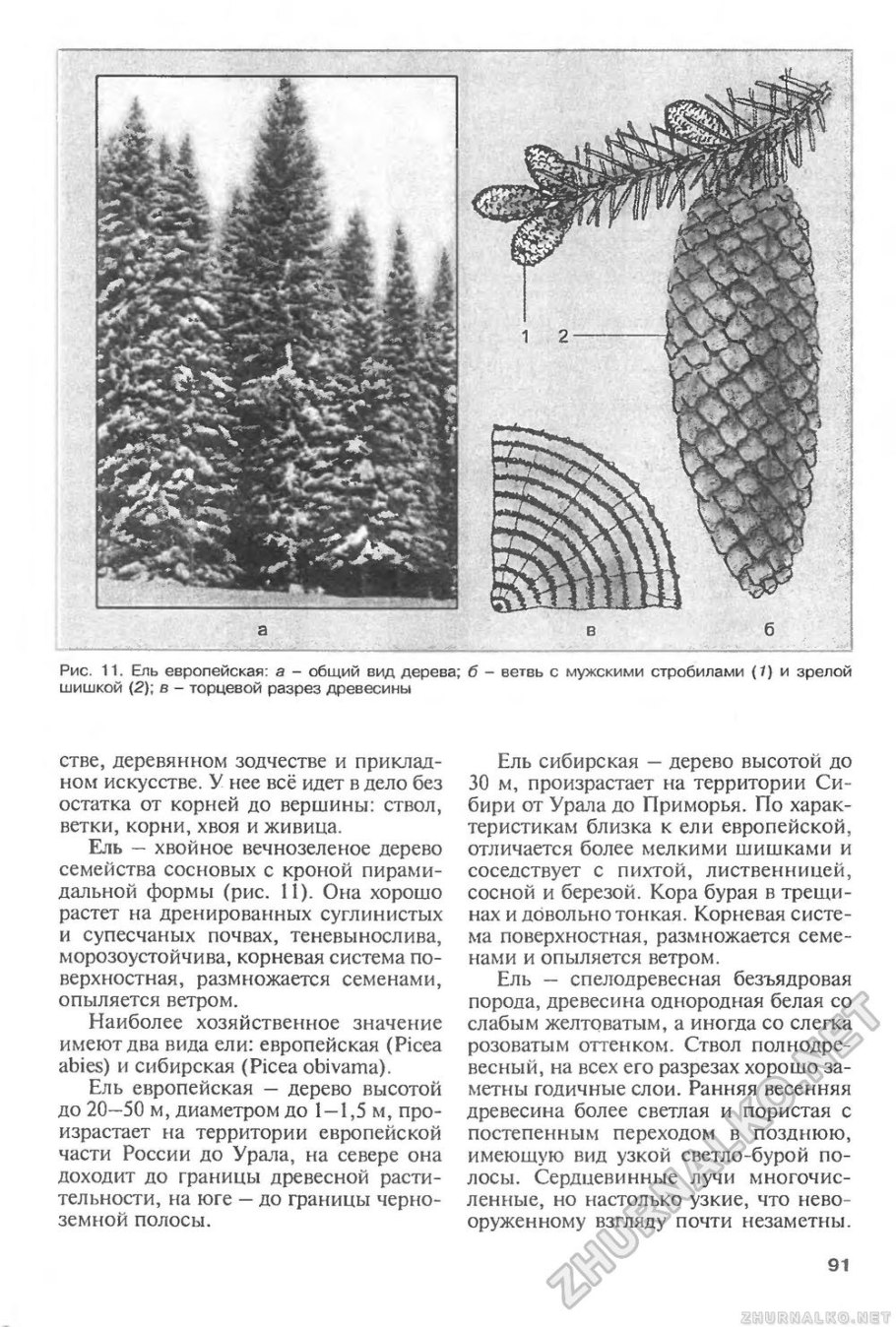 Корневая система ели обыкновенной схема