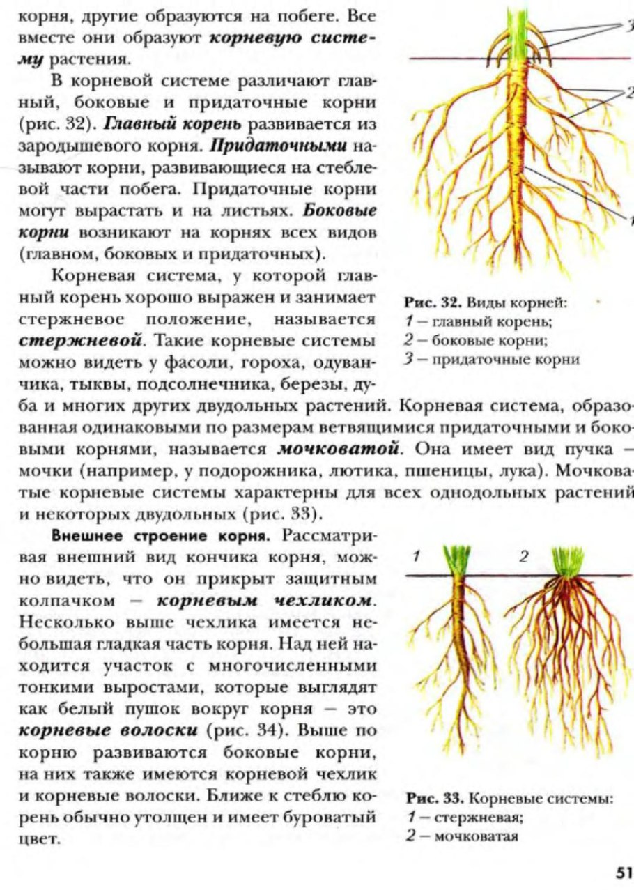Дуб черешчатый корневая система