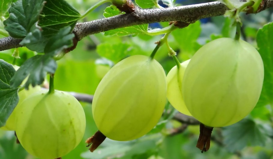 Крыжовник сорт «Арлекин»